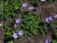 Geraniums [Geraniaceae]